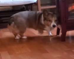 The star has adopted a small dog whom he has named Wickett.